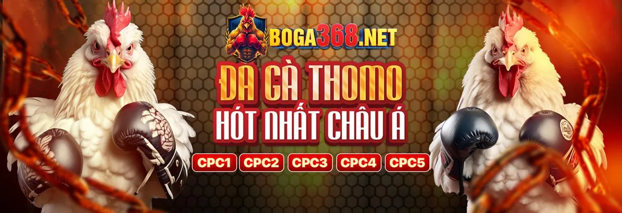 Hình ảnh một trận đấu đá gà trực tiếp C3 căng thẳng với khán giả cuồng nhiệt, thể hiện sự thành công và kịch tính của cá cược đá gà