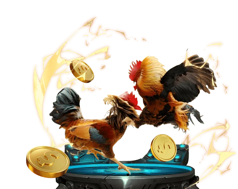 Các trận đấu đá gà trực tiếp C3 đang diễn ra sôi động